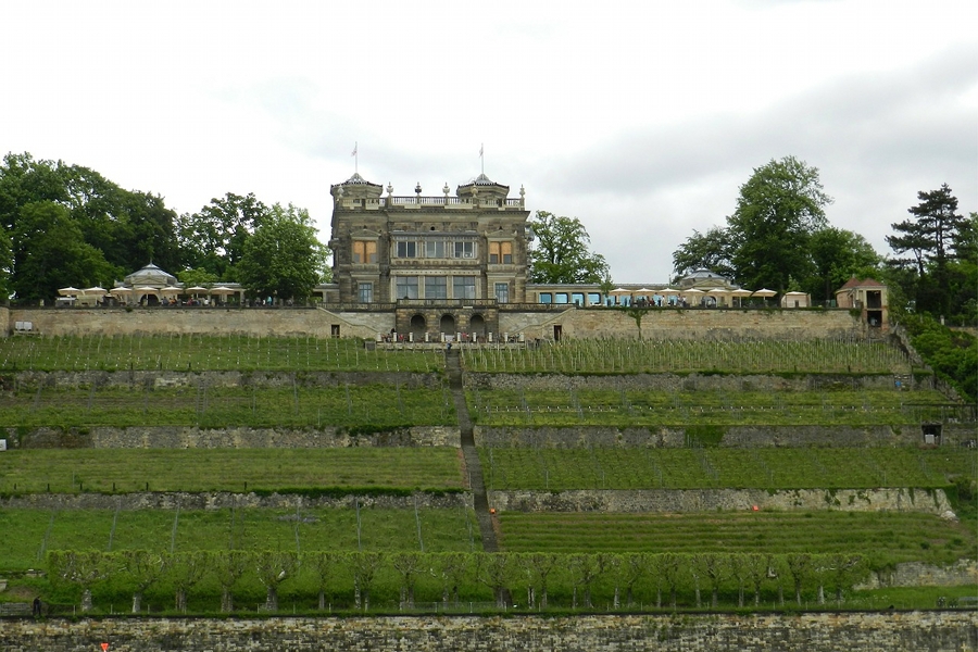 Lingnerterrassen » Weinhänge entlang der Elbe