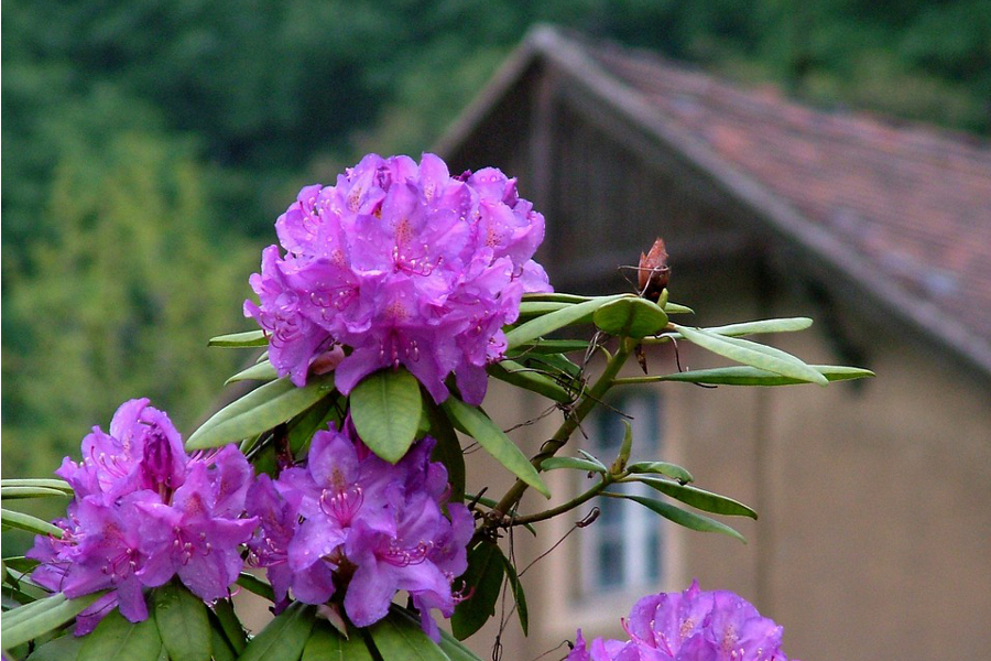 Wachwitzgrund in Dresden » Rhododendronpark